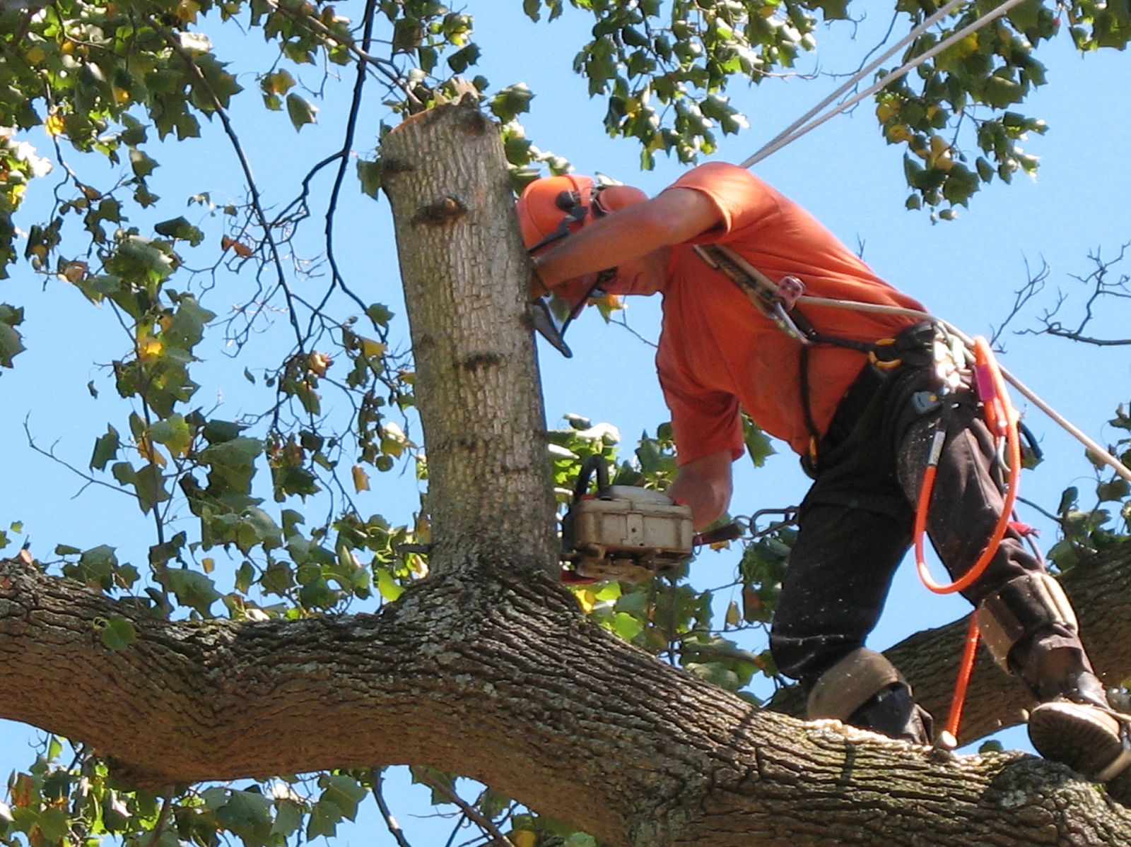 Tree service